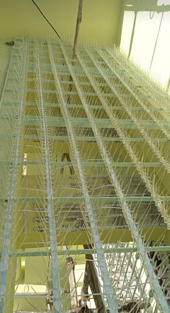 Pvc bird spike services